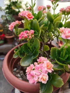 Why Is My Kalanchoe Not Blooming? Causes and Fixes