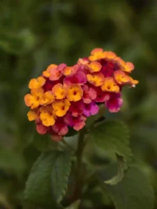 Why Is My Lantana Not Flowering? Causes and How to Fix It