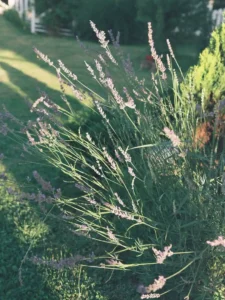 Why Is My Lavender Not Flowering? Causes and How to Fix It