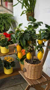 Why Is My Lemon Tree Losing Leaves? Causes and Fixes