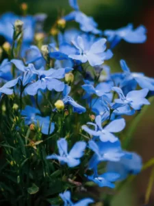 Why Is My Lobelia Not Flowering? 6 Causes and How to Fix It