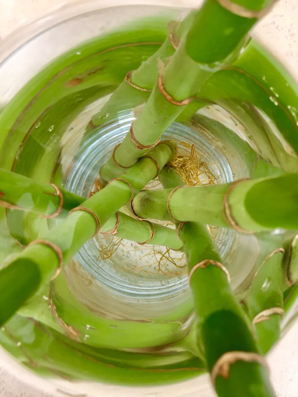 Lucky bamboo stalks growing in a glass jar of water showing white roots
