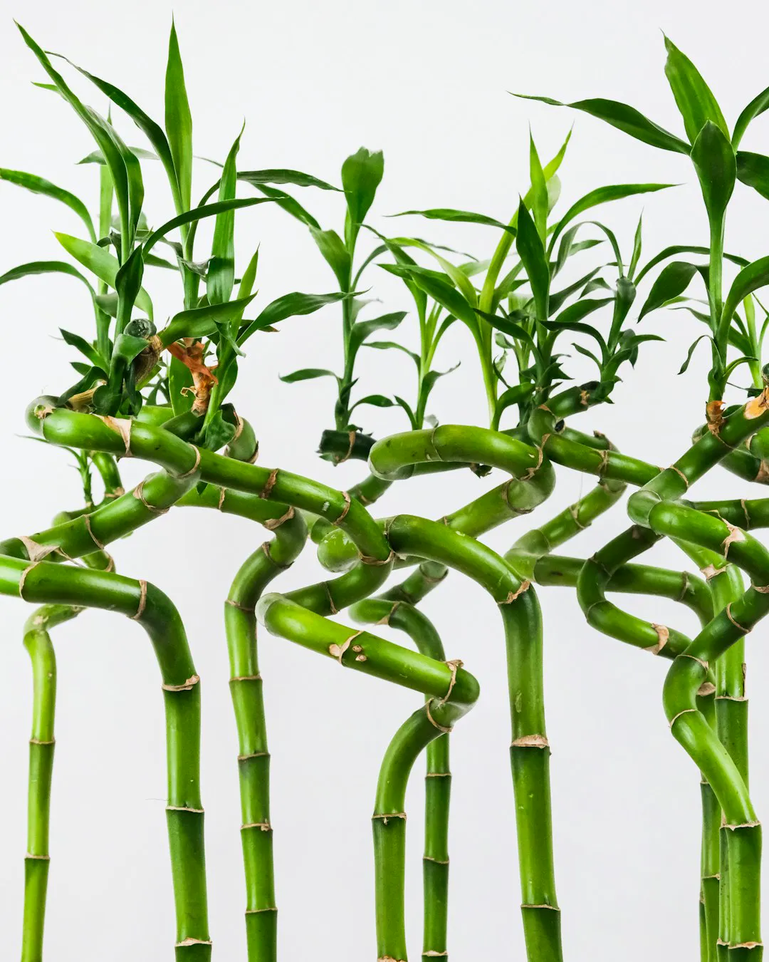 Spiral green lucky bamboo stalks against a white background