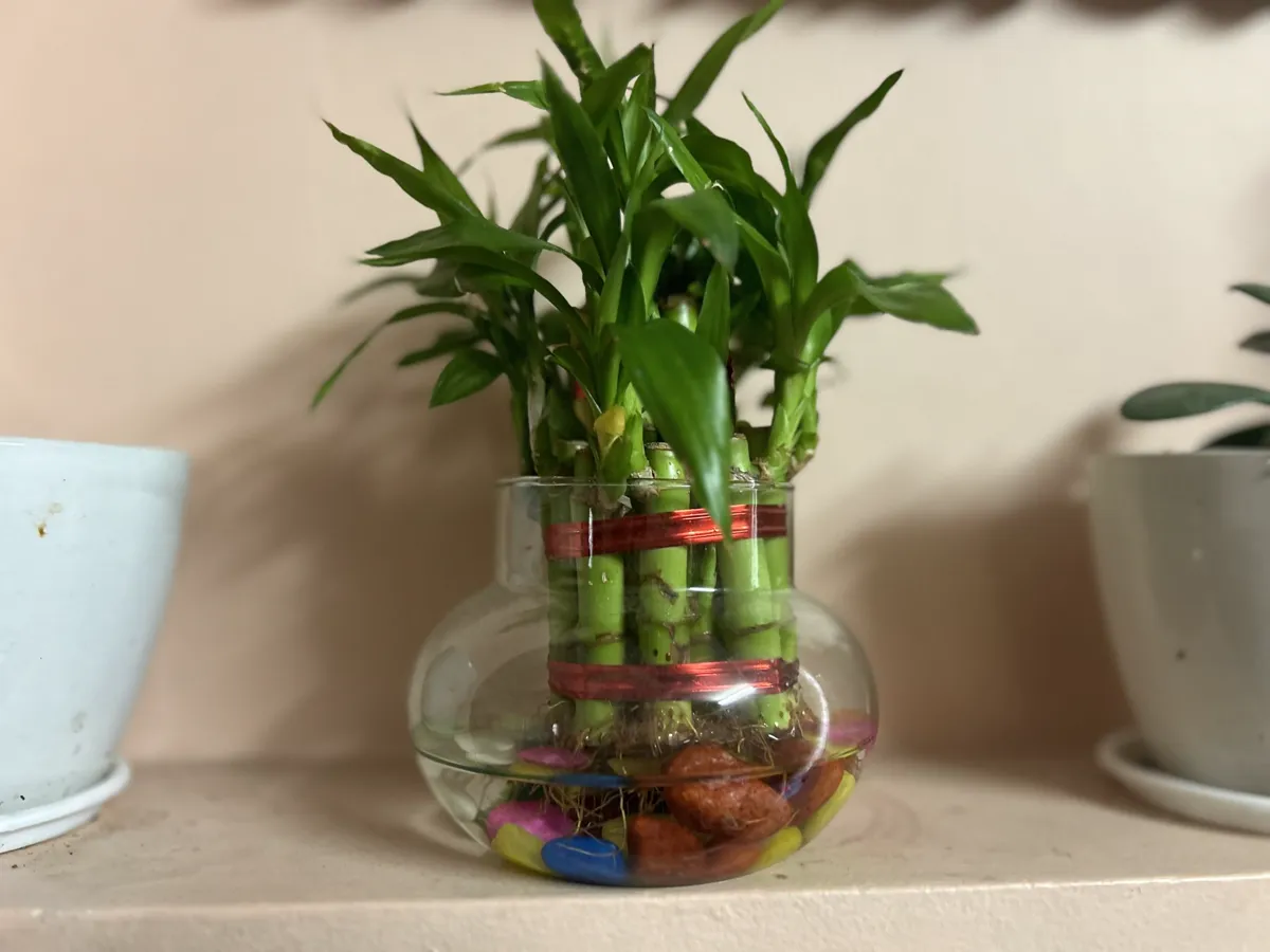 Lucky bamboo in a glass vase with coloured pebbles and water