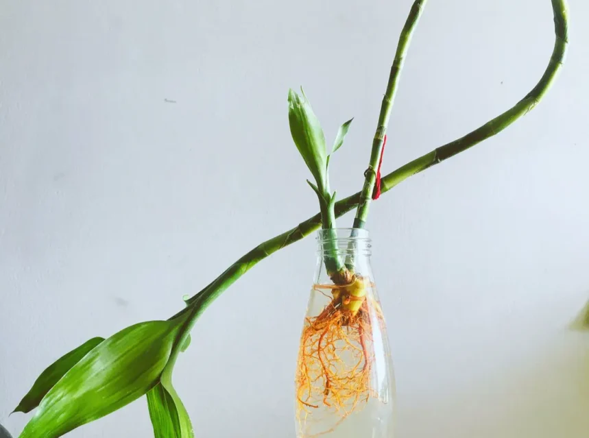 Lucky bamboo stems in a glass bottle of water, orange roots visible below and one long curled cane