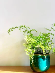 Why Is My Maidenhair Fern Not Growing? Causes and Fixes