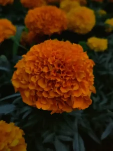 Why Is My Marigold Not Flowering? Causes and How to Fix It