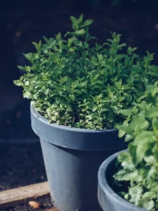 Why Is My Mint Leggy? 5 Causes and How to Make It Bushy
