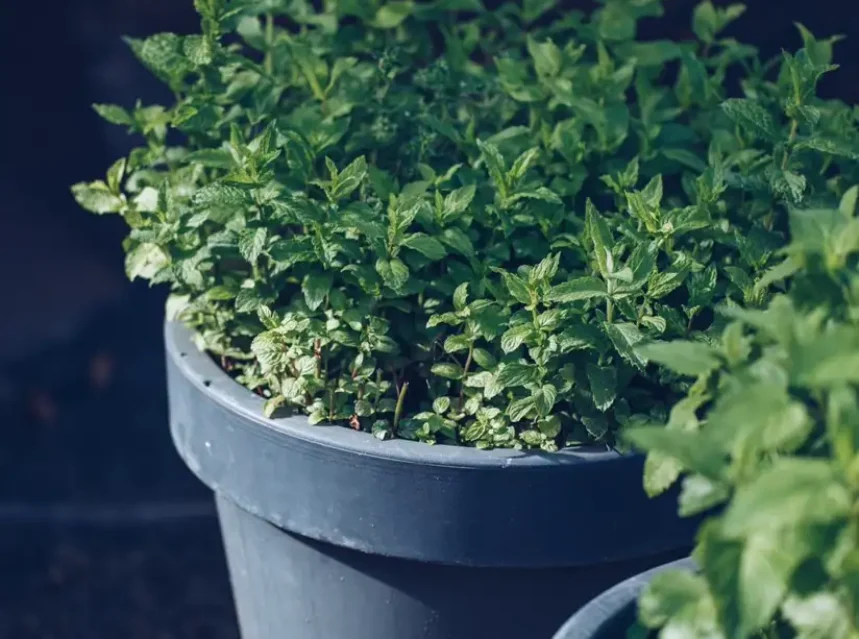 Why is my mint leggy — dense bushy mint plants filling two grey plastic nursery pots outdoors in low sunlight