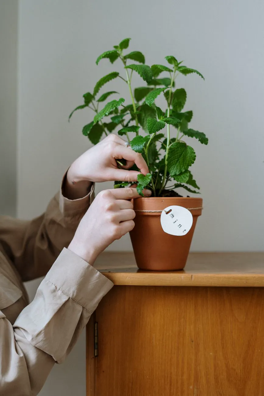 Hand pinching the top of a potted mint plant to encourage bushy growth