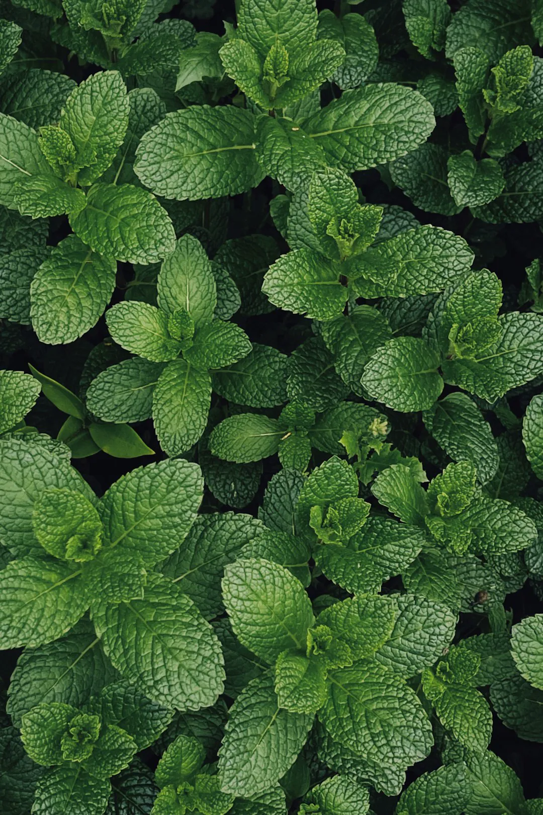 Lush bushy mint plant with dense green crinkled leaves