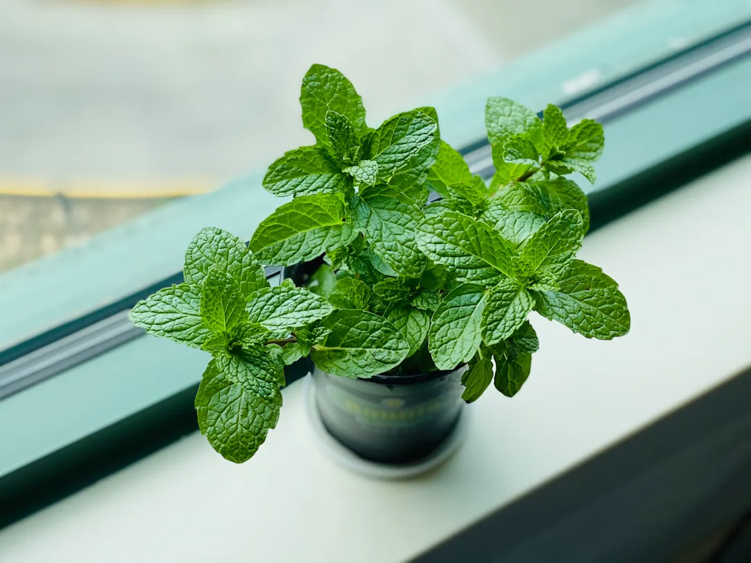 Compact potted mint plant with dense fresh leaves on a bright windowsill