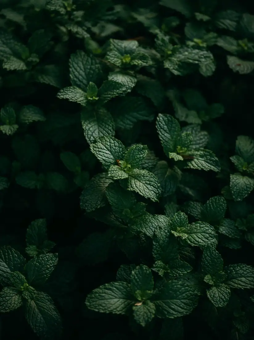 Fresh mint stems with paired leaves showing where to pinch above a node