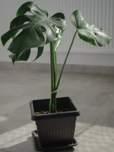 Why Is My Monstera Not Splitting? Causes and Fixes