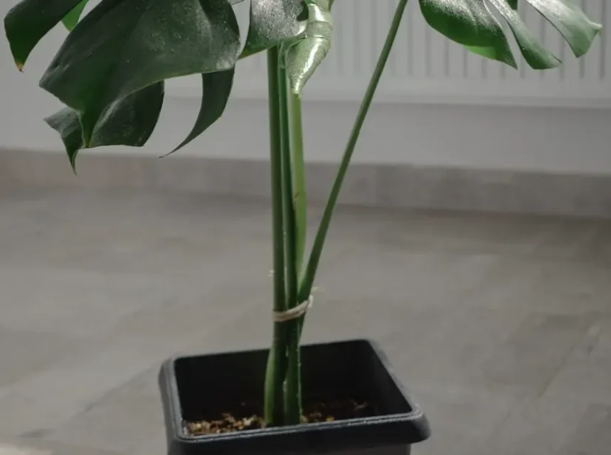 Why is my monstera not splitting — a monstera plant with large fenestrated split leaves indoors