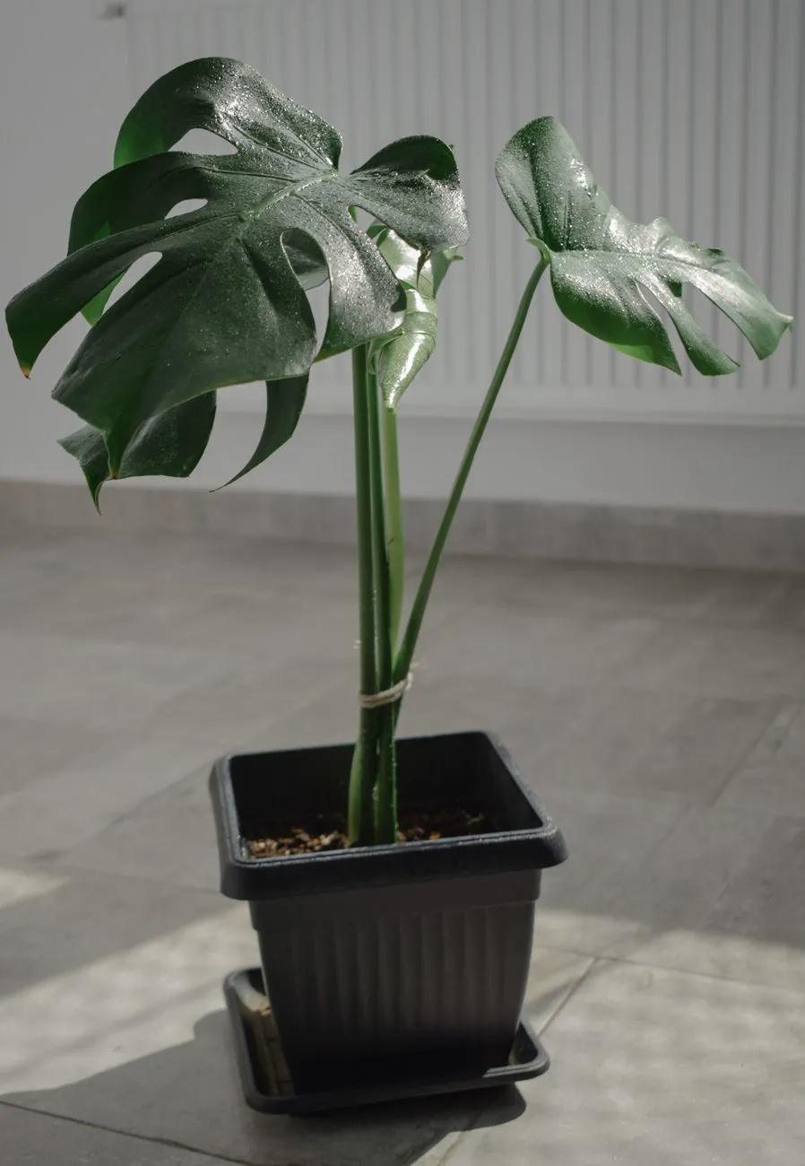 Young monstera deliciosa in a pot with a mix of solid and lightly split leaves