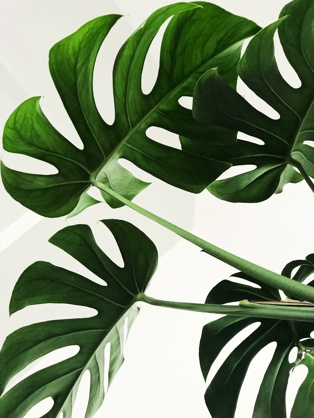 Mature monstera leaves with deep splits and holes fully fenestrated