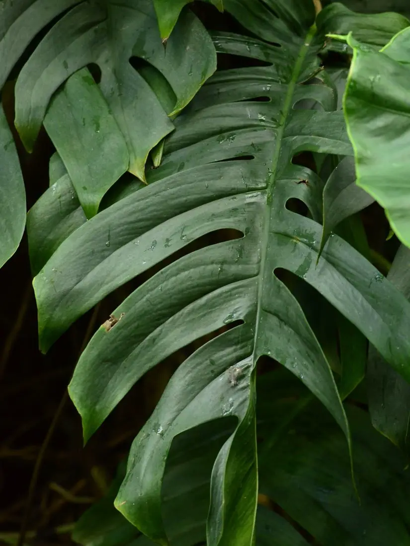 Close-up of a monstera leaf with holes and deep splits