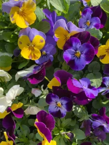 Why Is My Pansy Not Flowering? Causes and How to Fix It