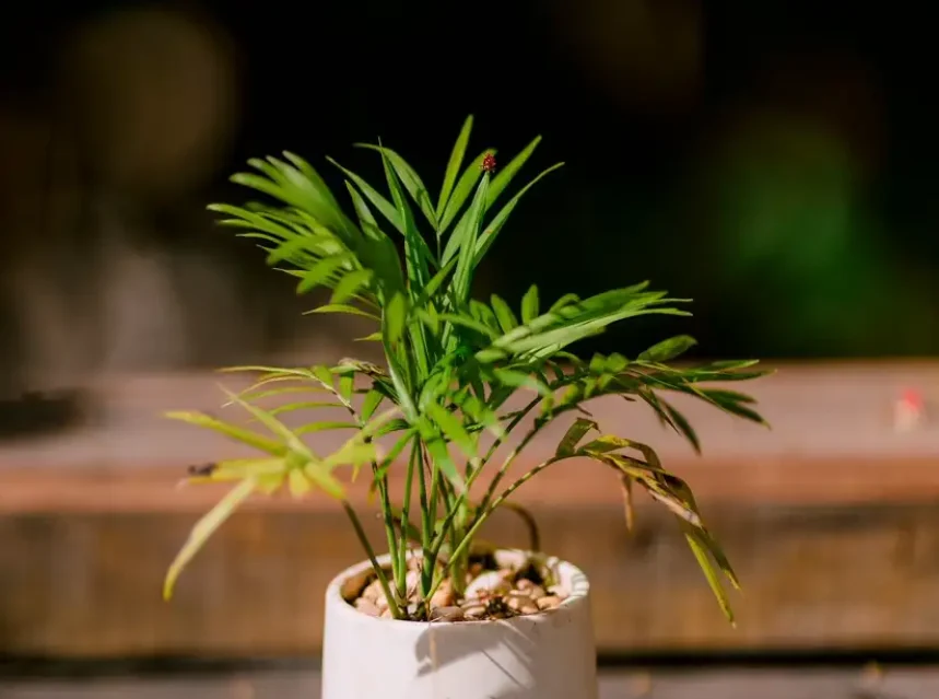 Why is my parlor palm turning yellow — a healthy parlor palm with feathery green fronds in a pot