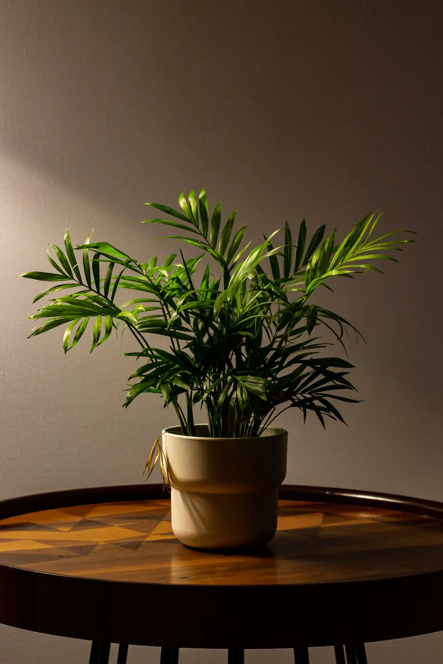 Parlor palm in a pot on a side table in dim indoor light