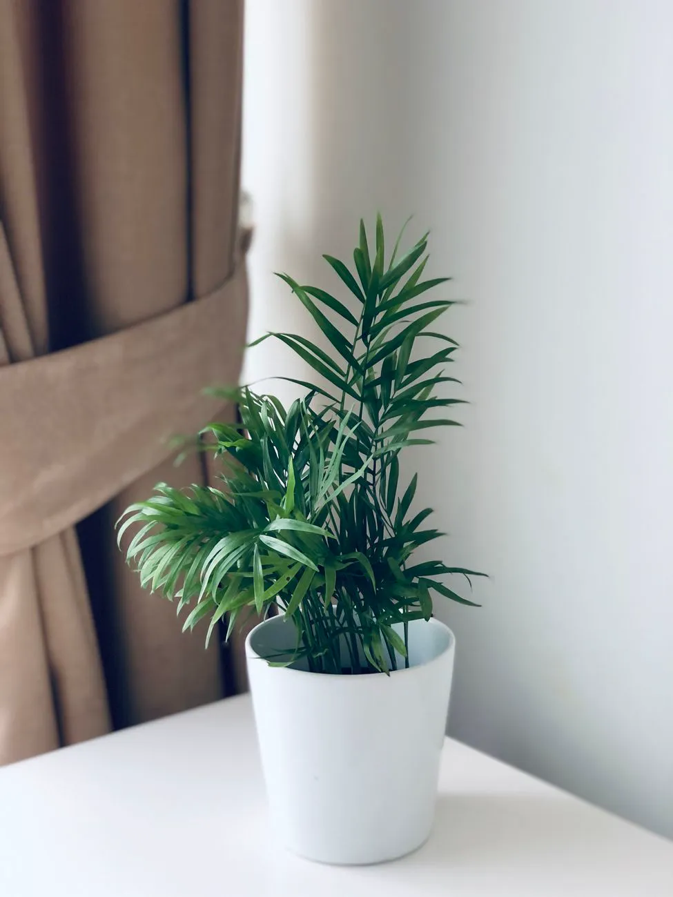Healthy parlor palm in a white pot beside a bright curtained window