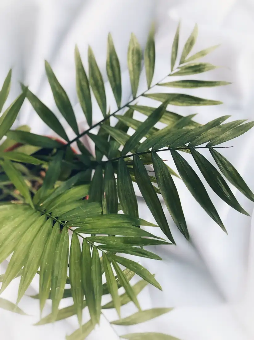 Close-up of the feathery green fronds of a parlor palm