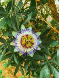 Why Is My Passionflower Not Flowering? Causes and How to Fix It