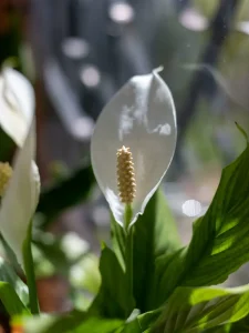 Why Is My Peace Lily Not Flowering? Causes and Fixes