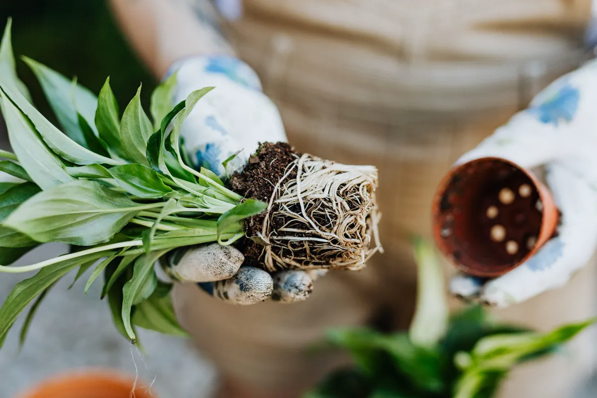 Peace lily lifted from its pot showing a dense white root ball