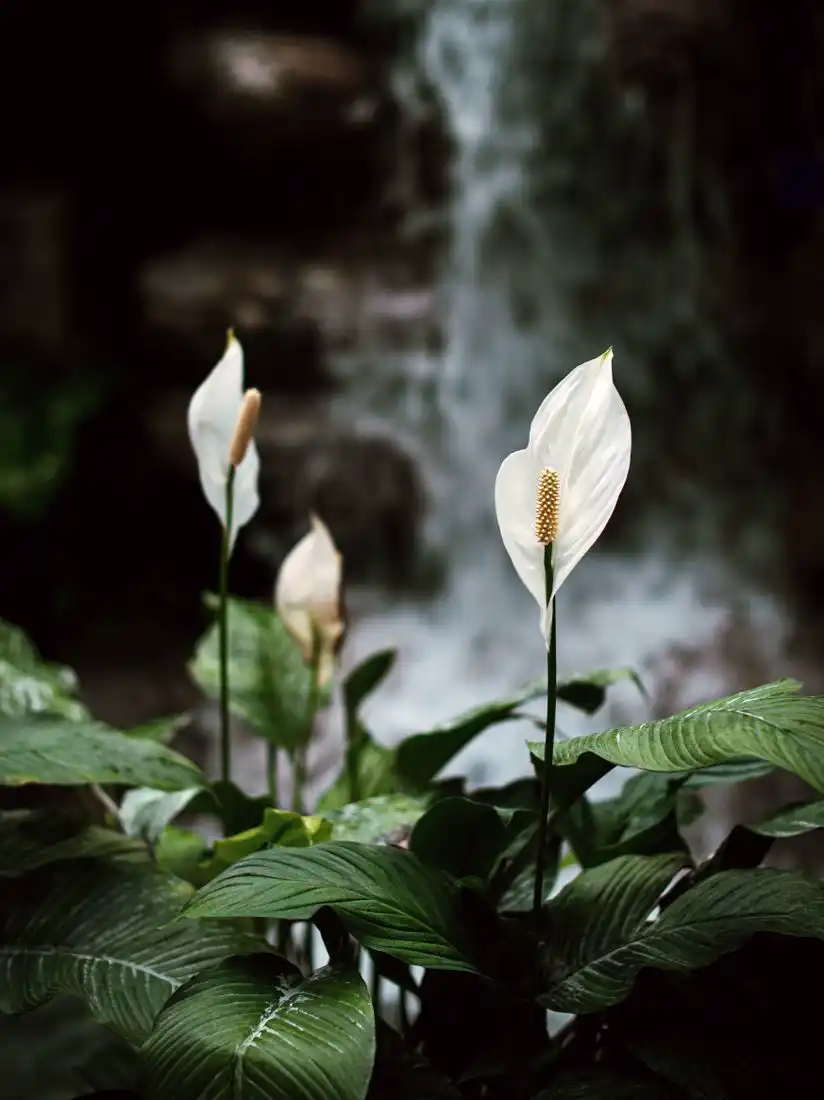 Close-up of glossy green peace lily leaves and a white spathe