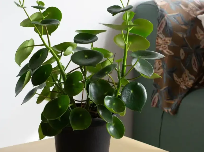 Peperomia with round glossy leaves on tall branching stems in a black pot on a mustard side table