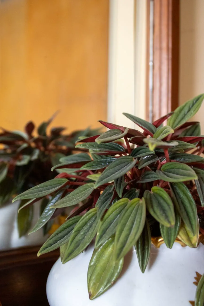 Healthy ripple-leaf Peperomia caperata with firm upright leaves in a white pot