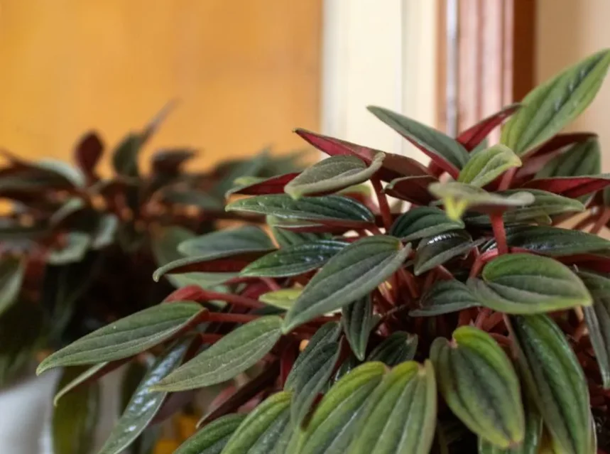 Why is my peperomia leggy — a peperomia plant with quilted green leaves and red-tinged stems in a pot