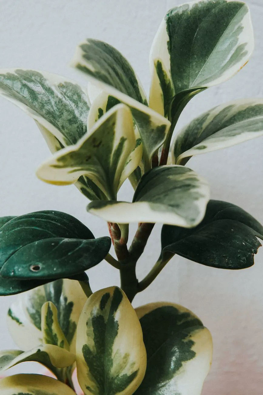 Variegated Peperomia obtusifolia with cream and green leaves on lengthening stems