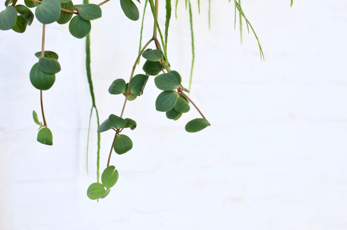 Trailing peperomia with small round leaves hanging on long stems