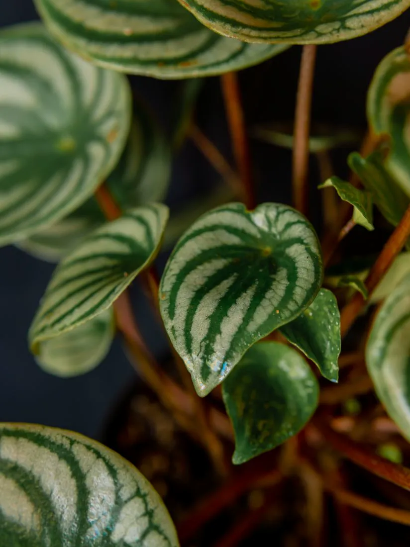 Close-up of the striped leaves of a watermelon peperomia