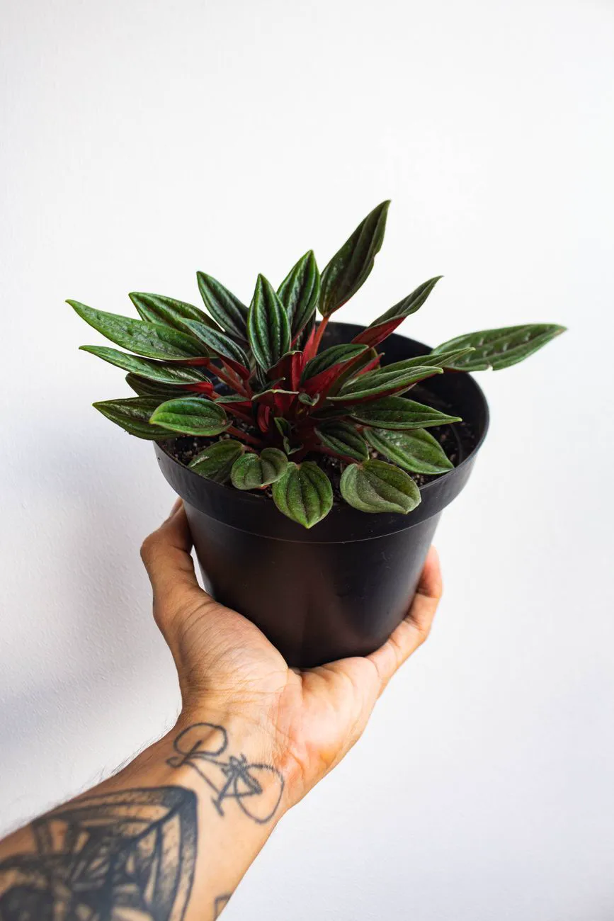 Small compact Peperomia caperata Rosso in a nursery pot held in a hand