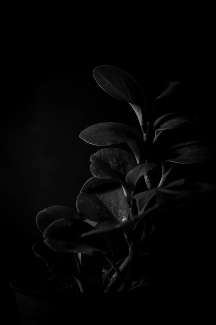 Peperomia with thick oval leaves lit only by a faint sidelight in a dark room