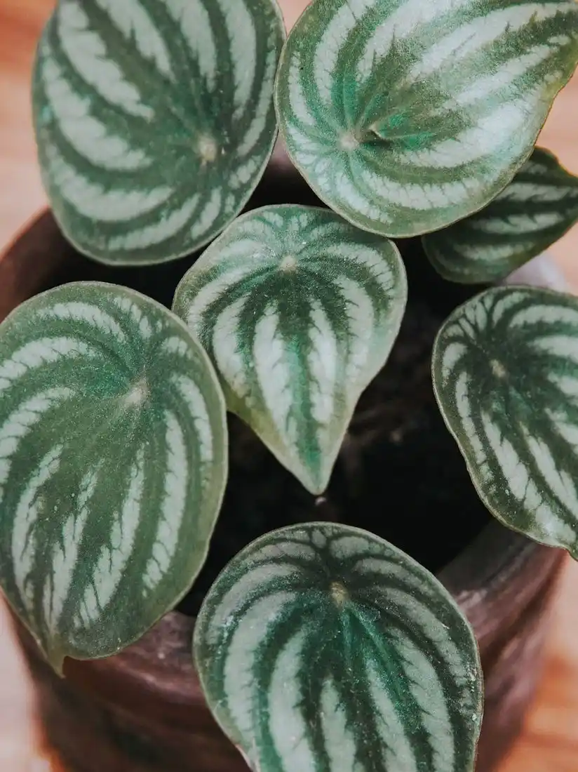 Close-up of watermelon peperomia leaves with silver and green stripes