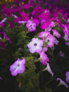 Why Is My Petunia Not Flowering? Causes and How to Fix It