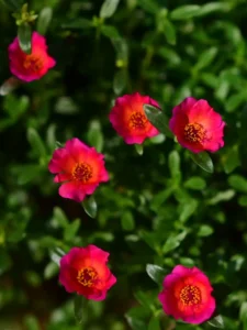 Why Is My Portulaca Not Flowering? Causes and How to Fix It