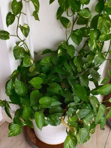 Why Is My Pothos Drooping? Causes and Fixes