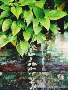 Why Is My Pothos Leggy? 5 Causes and the Chop-and-Prop Fix