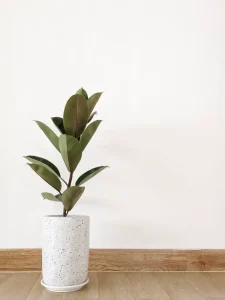 Why Is My Rubber Plant Dropping Leaves? Causes and Fixes