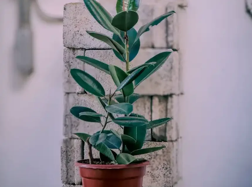 Young rubber plant with glossy dark green leaves in a red plastic pot on stacked concrete blocks