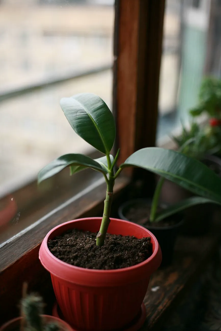 Young rubber plant in a small red pot on a windowsill