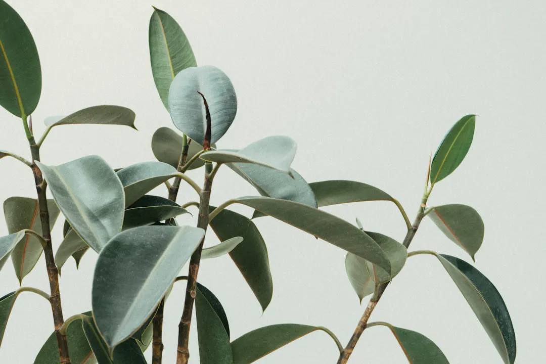 Rubber plant unfurling a new leaf from a red protective sheath