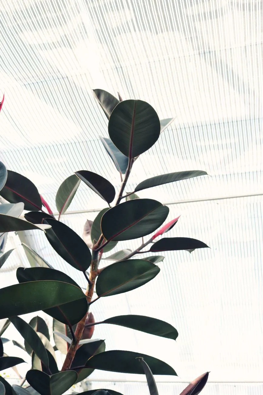 Tall well-grown rubber plant with glossy leaves reaching toward bright light
