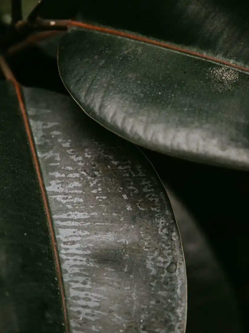 Close-up of a glossy dark green rubber plant leaf